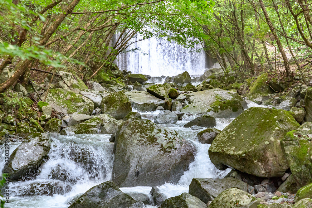 新緑と川