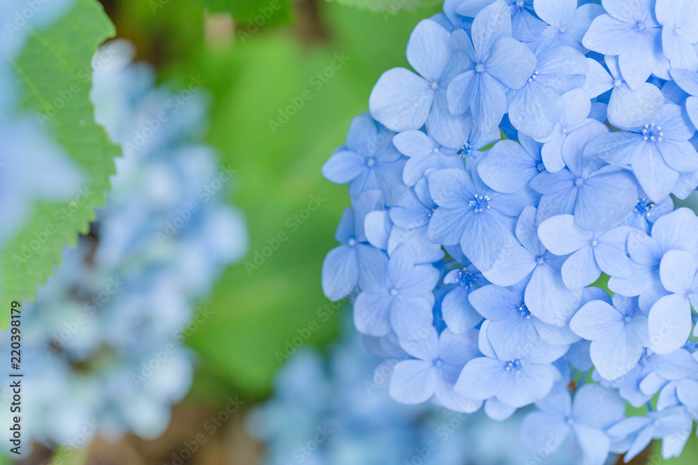 瑞々しいアジサイの花