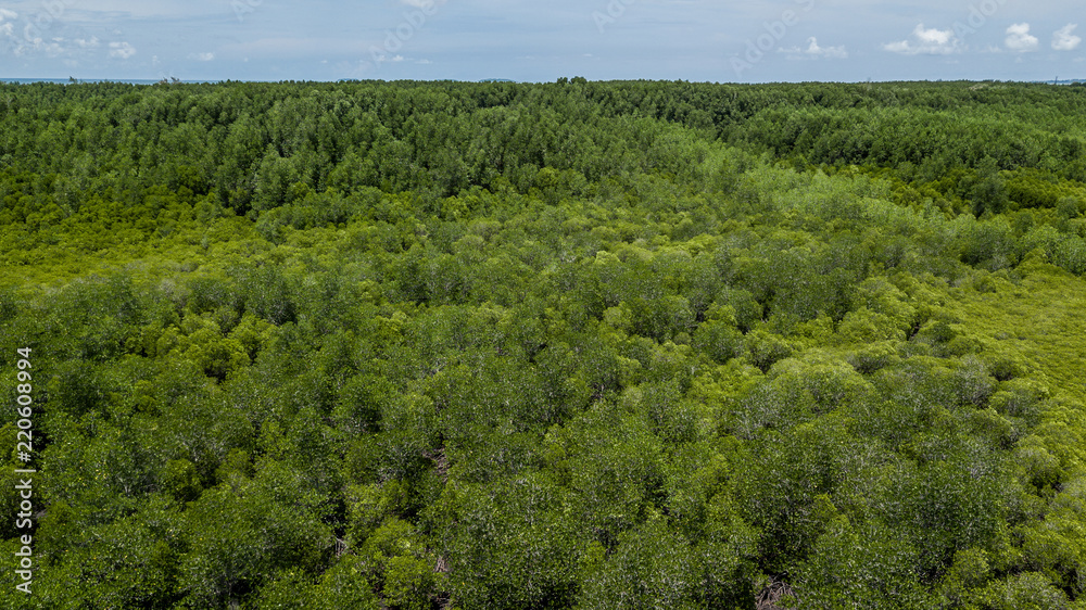 Mangrove forest.