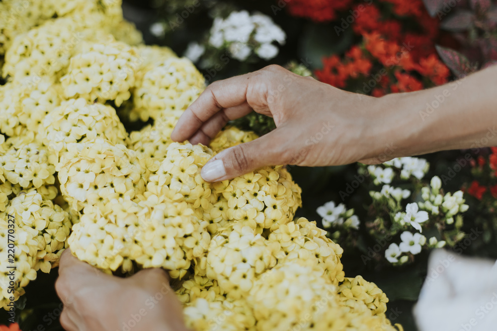 女人在捡一些花