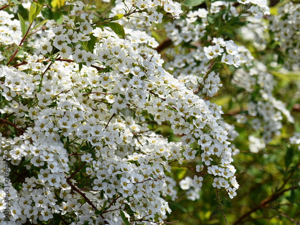 花园里长着白色螺旋花枝