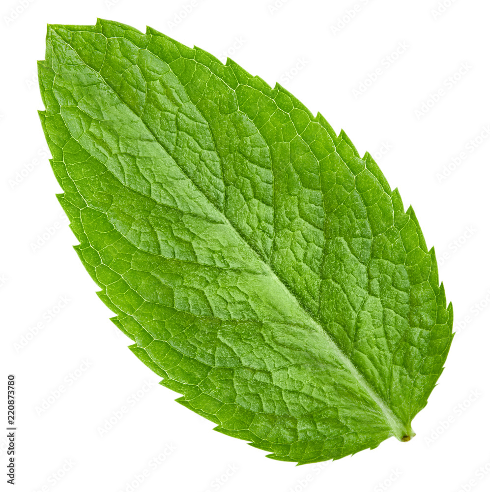 mint leaves isolated