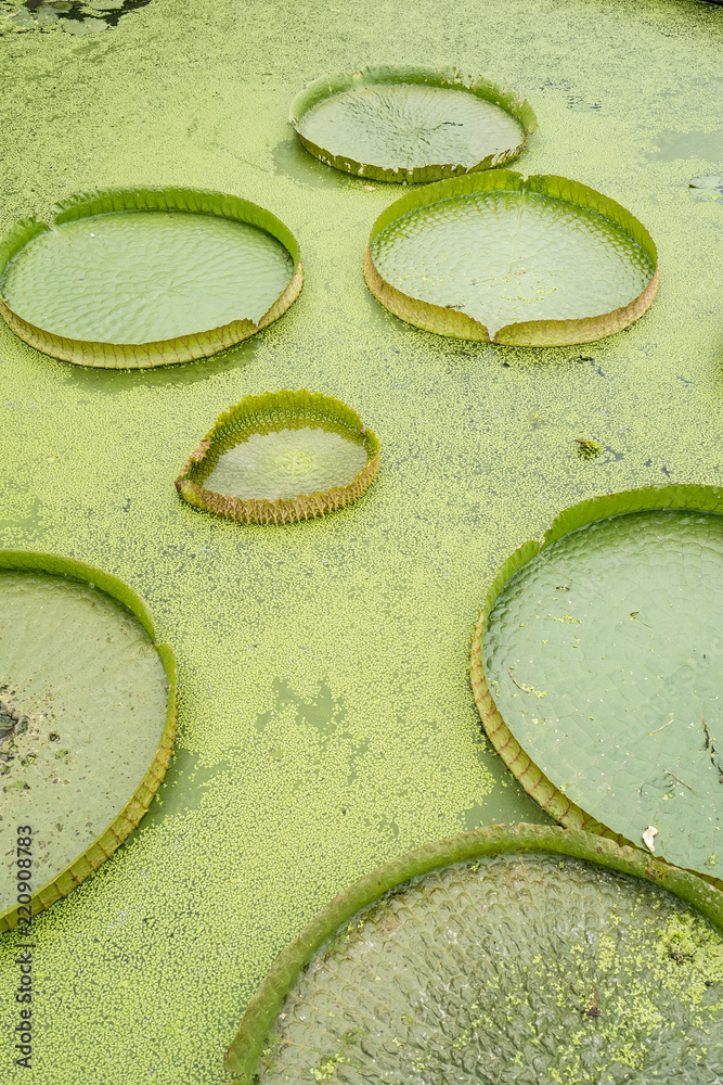  lotus flower with fresh lotus seeds from lotus plantation