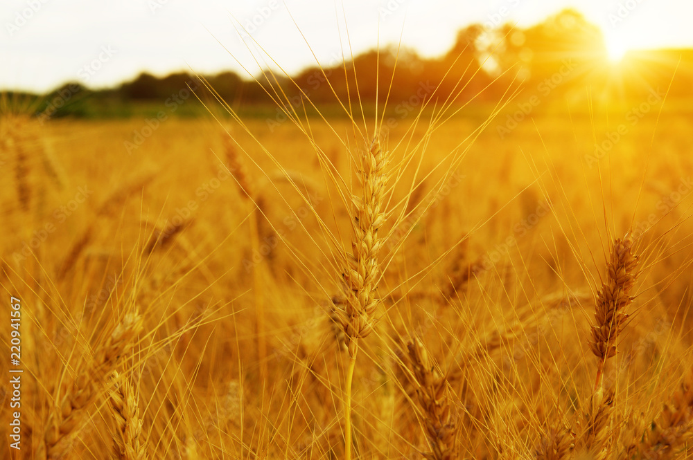 wheat field and clouds