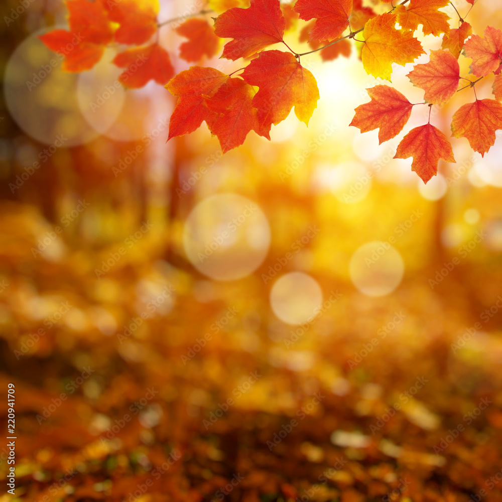  Autumn leaves on the sun and blurred trees