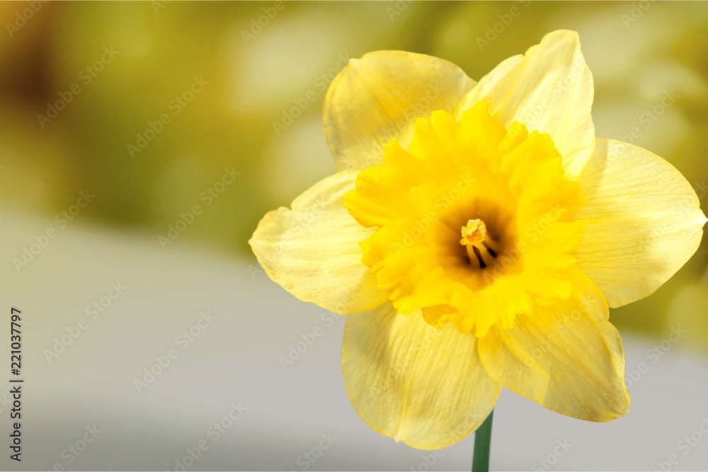 Yellow Daffodil isolated on White Background