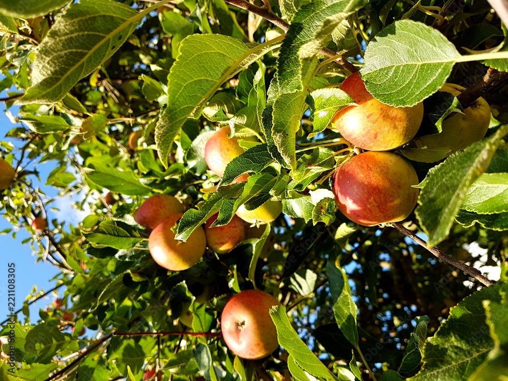 苹果树