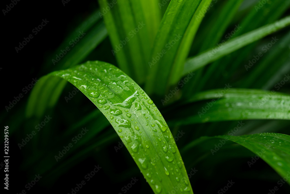 大熊猫（Pandanus amarillifolis）叶子上有水滴。（大熊猫棕榈、香熊猫、熊猫王）