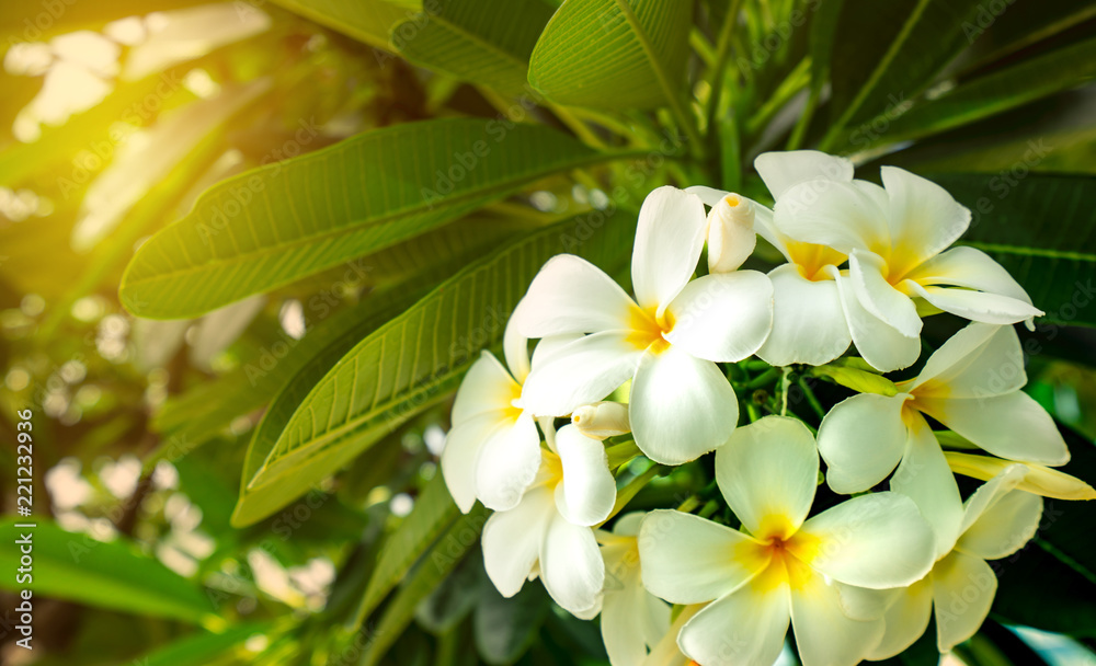 Frangipani花（白花鸡蛋花），背景模糊，绿叶。白色花朵，黄色