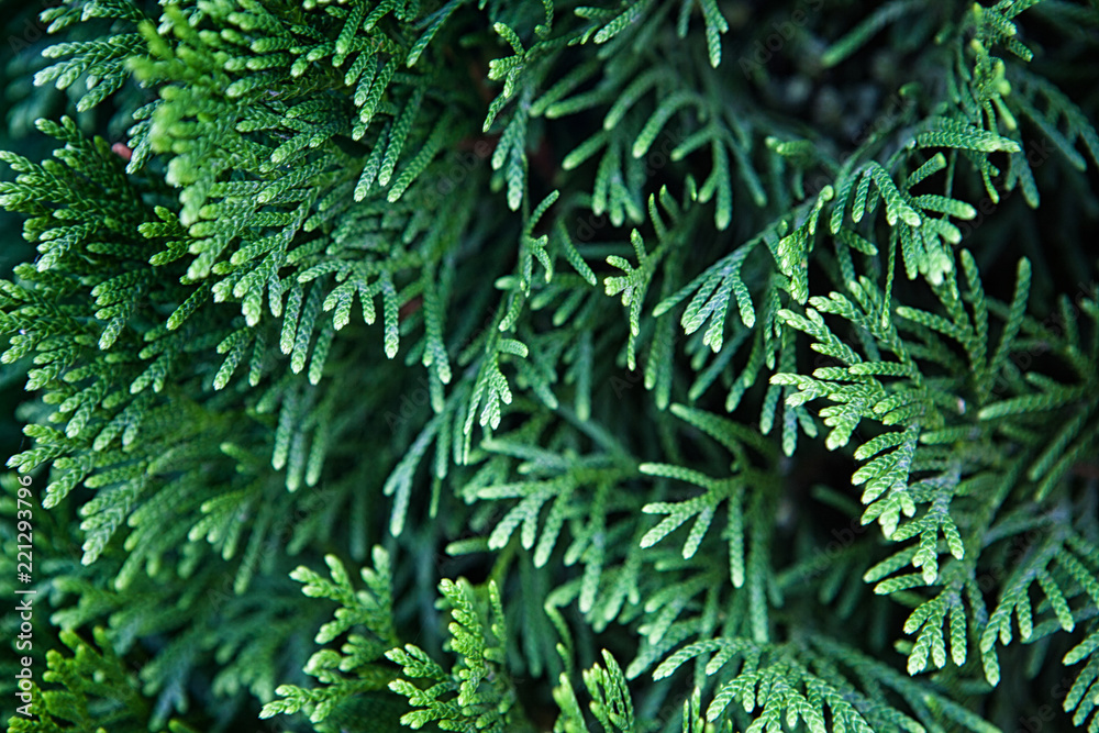 Beautiful green Сhristmas leaves of Thuja trees. Thuja twig, Thuja occidentalis is an evergreen coni