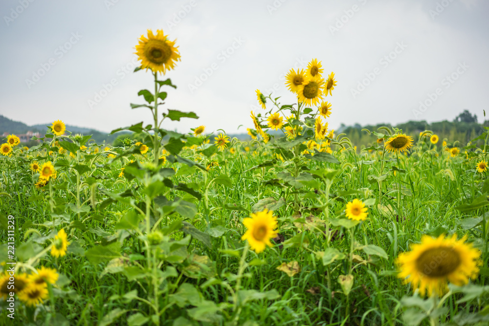 花园里的向日葵