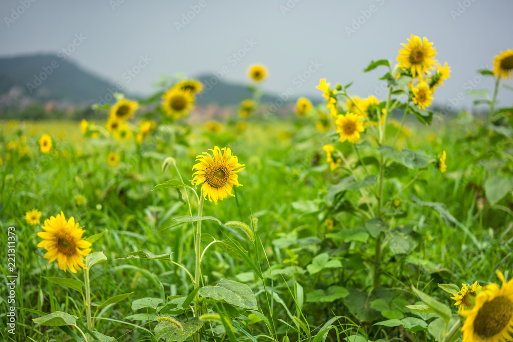 花园里的向日葵