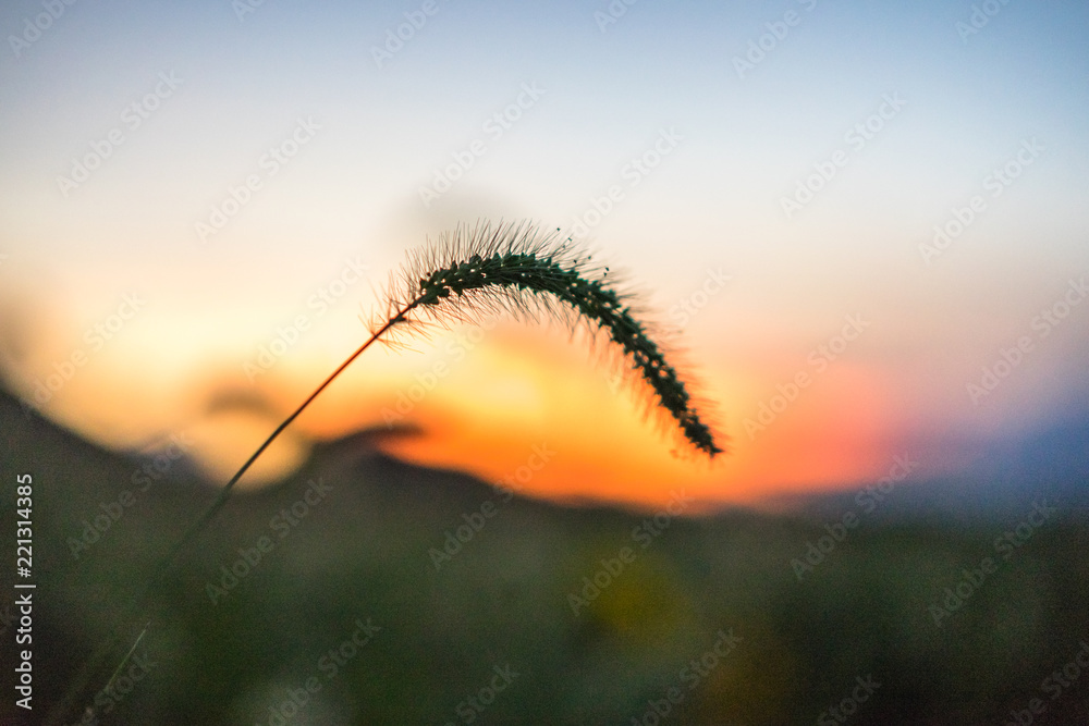 草地与天空