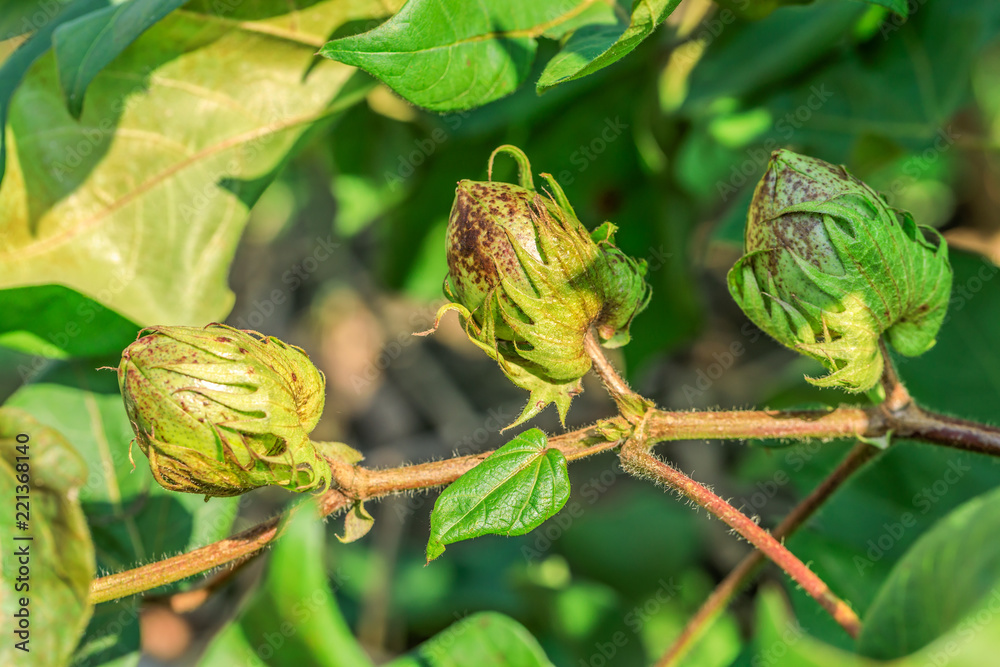 Close up of green color Cotton Boll on Cotton plant.