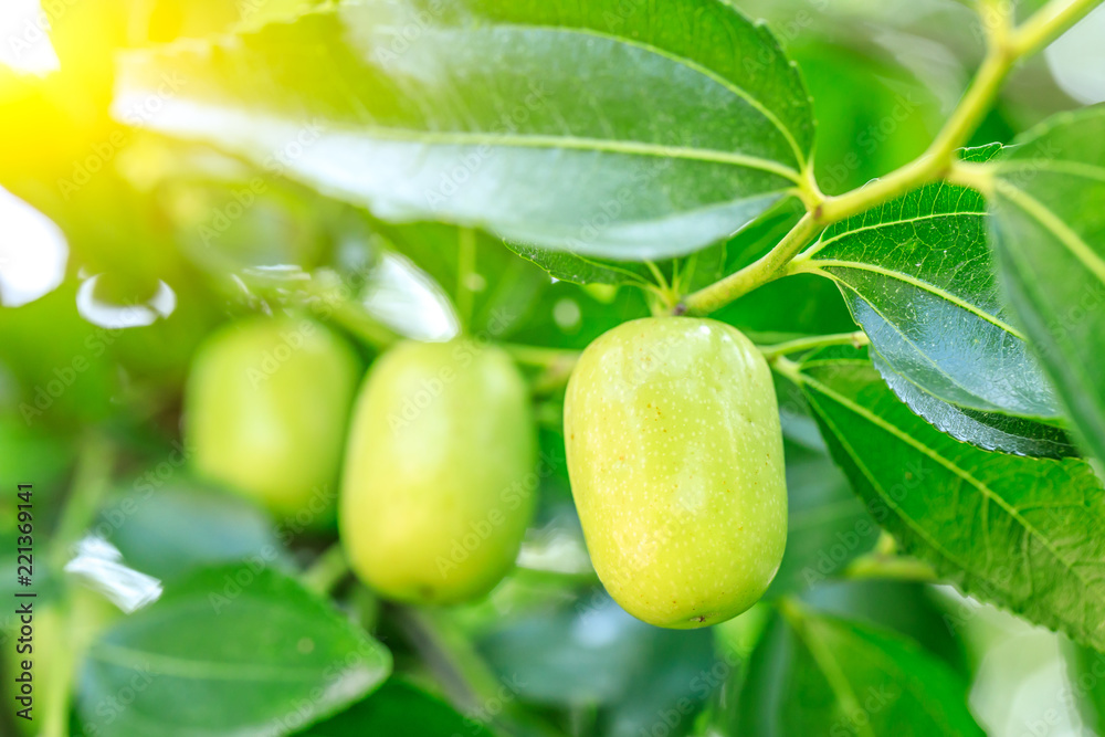 green jujube fruit grows on the jujube tree