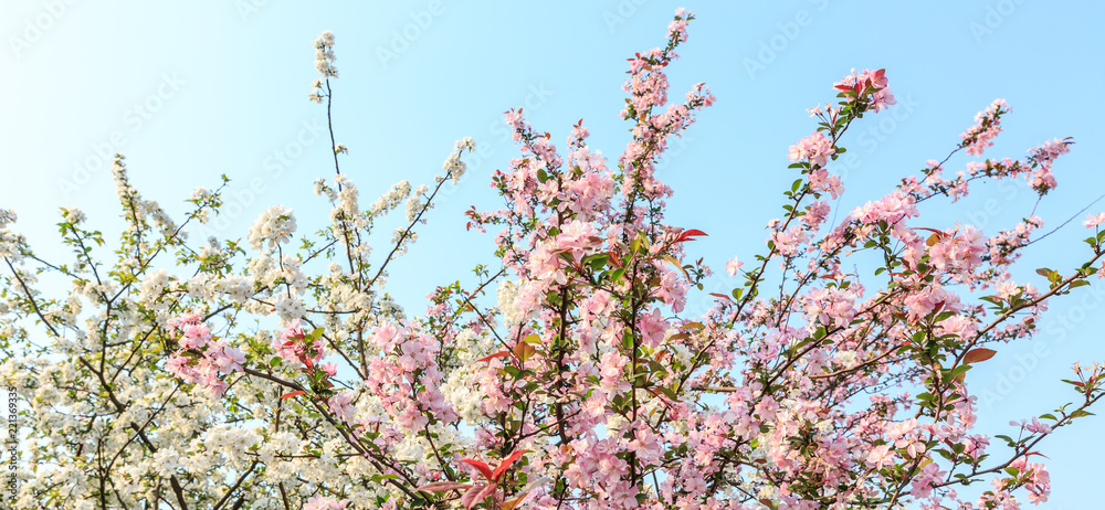 春暖花开