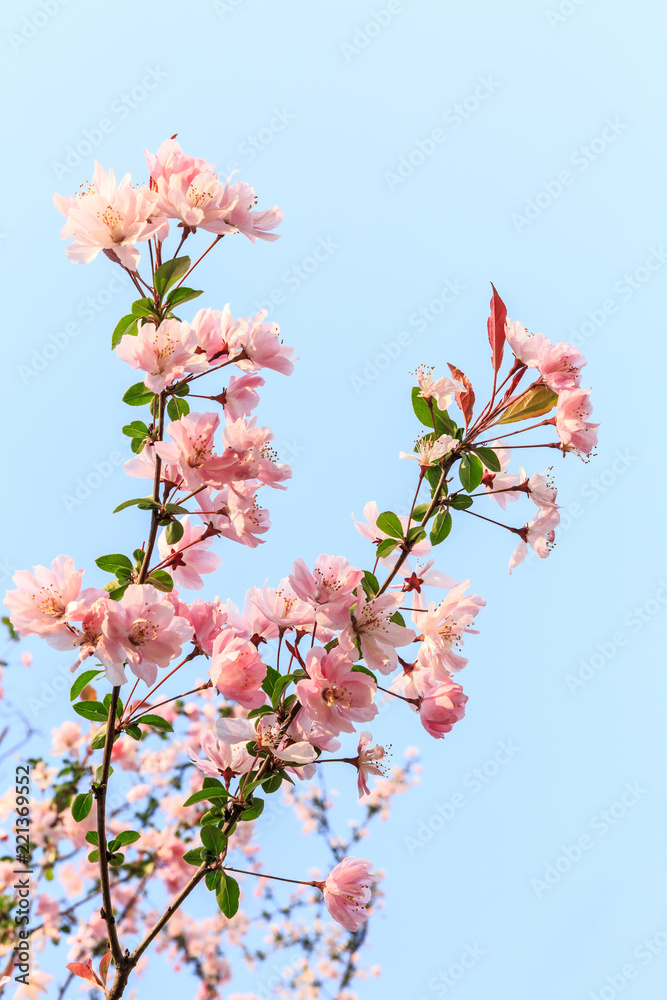 Chinese flowering crab-apple blooming in spring