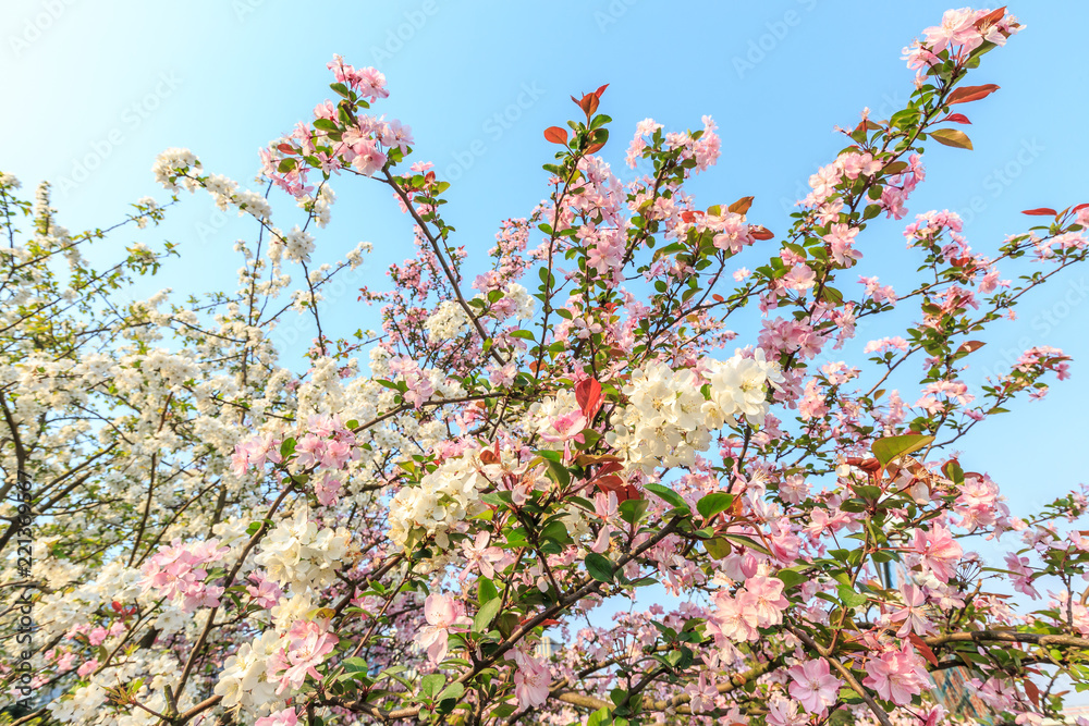 Chinese flowering crab-apple blooming in spring