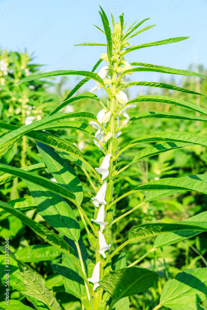 Sesame crops growing in green farmland