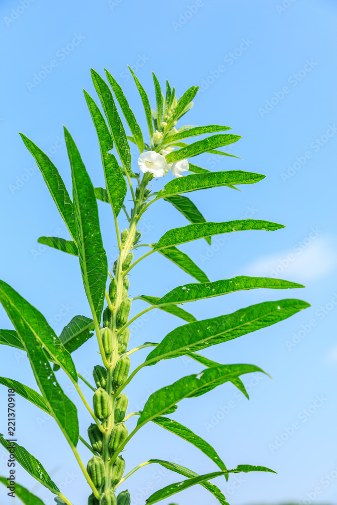 Sesame crops growing in green farmland