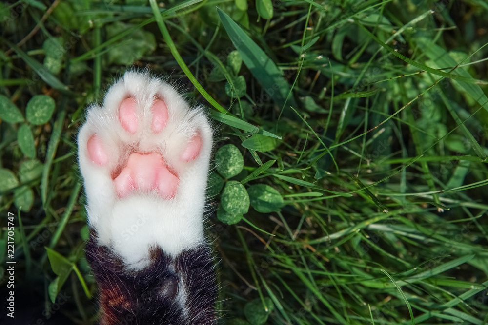 猫爪子躺在草地上的特写