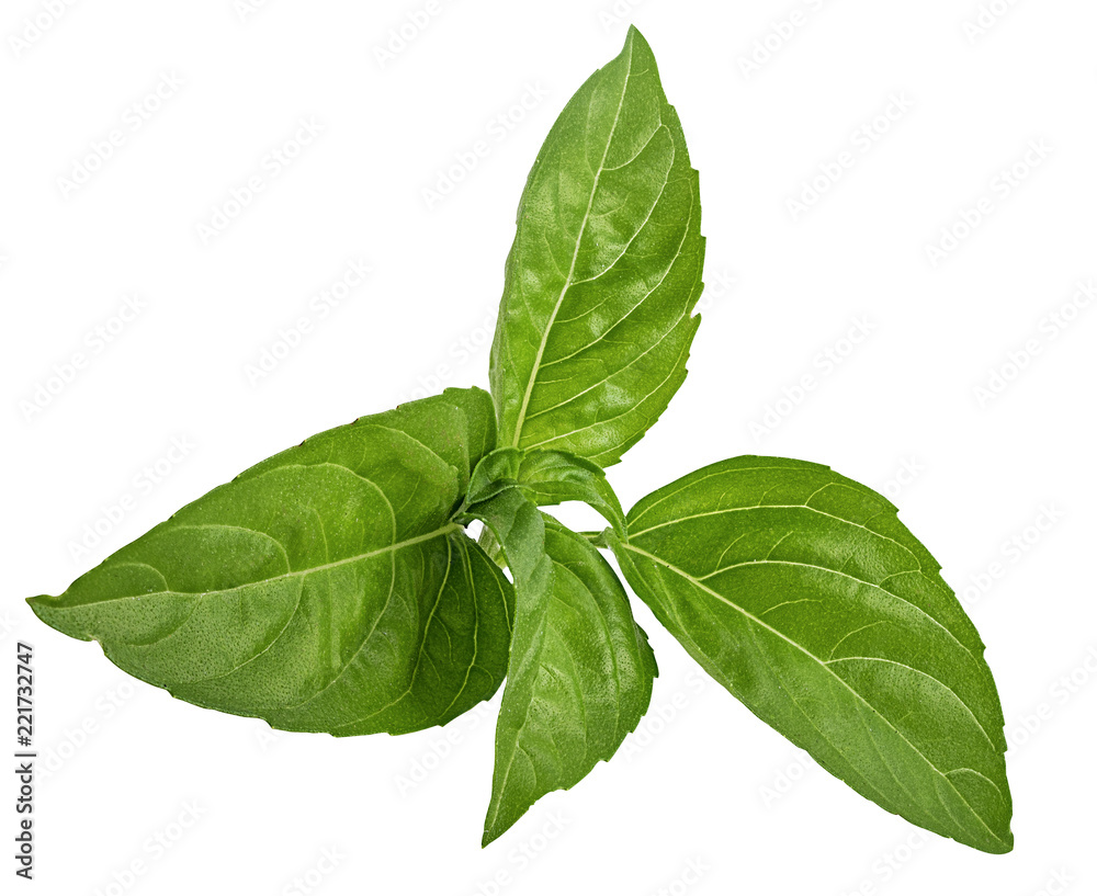 Basil isolated on white background