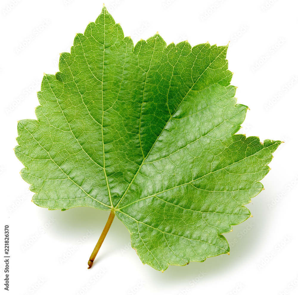 Grape leaf isolated