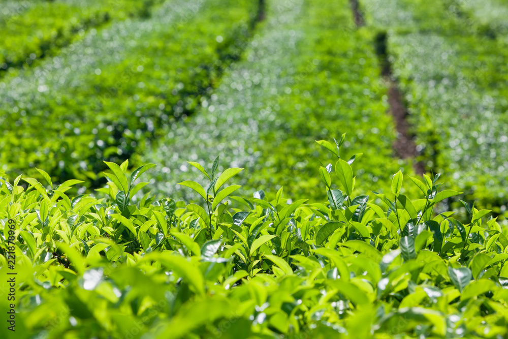 Tea leaves growing on top of shrub knowing as flush. Used to produce best sorts of white, green and 