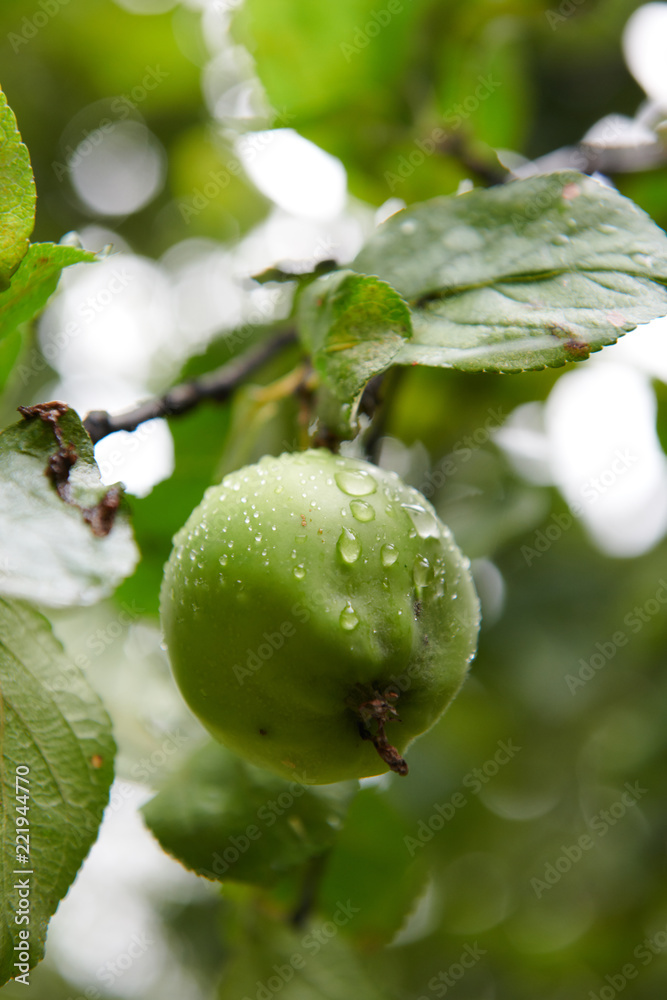 Green apples on branch ready to be harvested