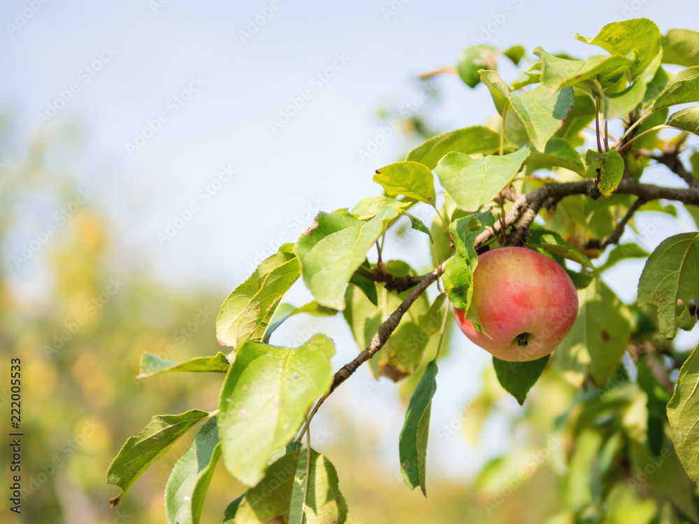 the bad harvest of apples