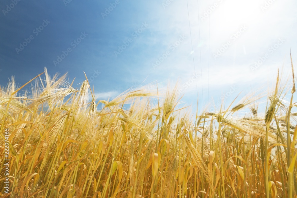 Golden Barley / Wheat Field