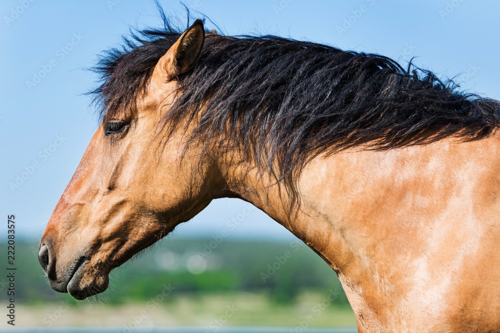 Red Horses Head