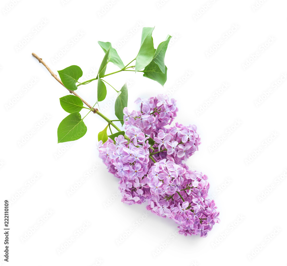 Beautiful blossoming lilac on white background