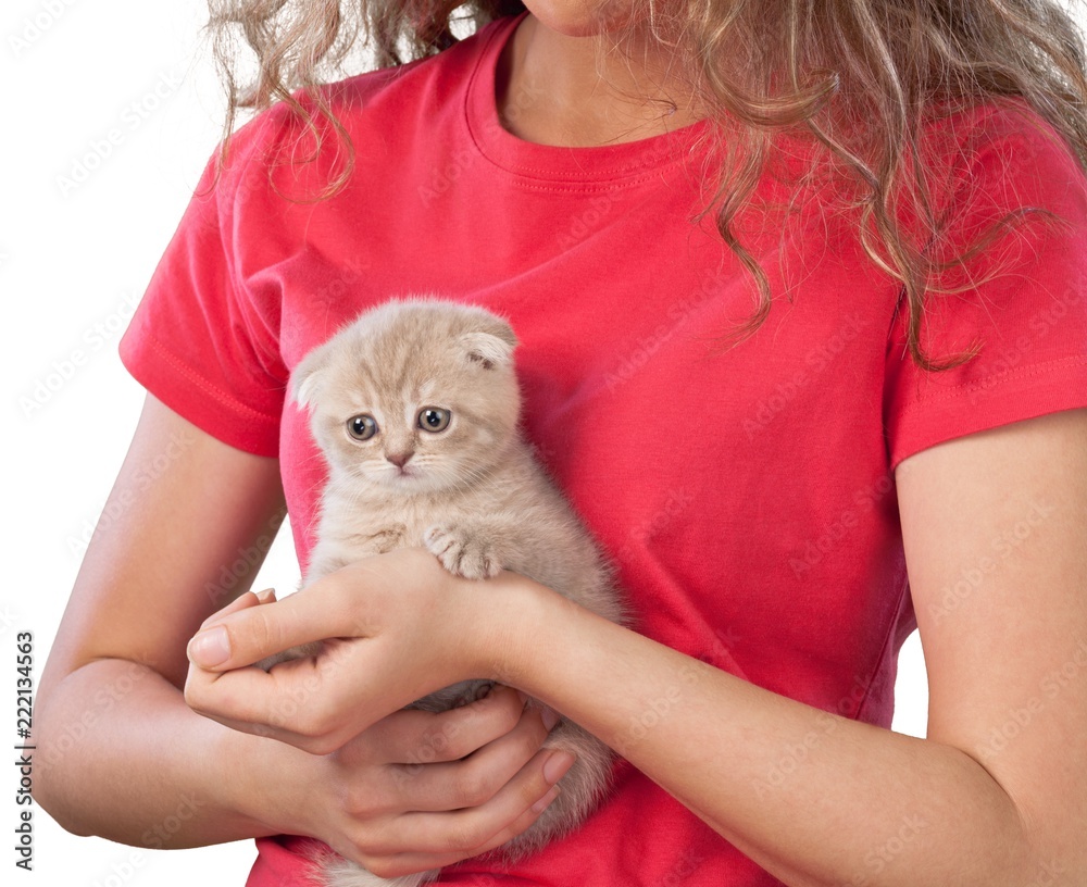 女孩抱着苏格兰折叠小猫