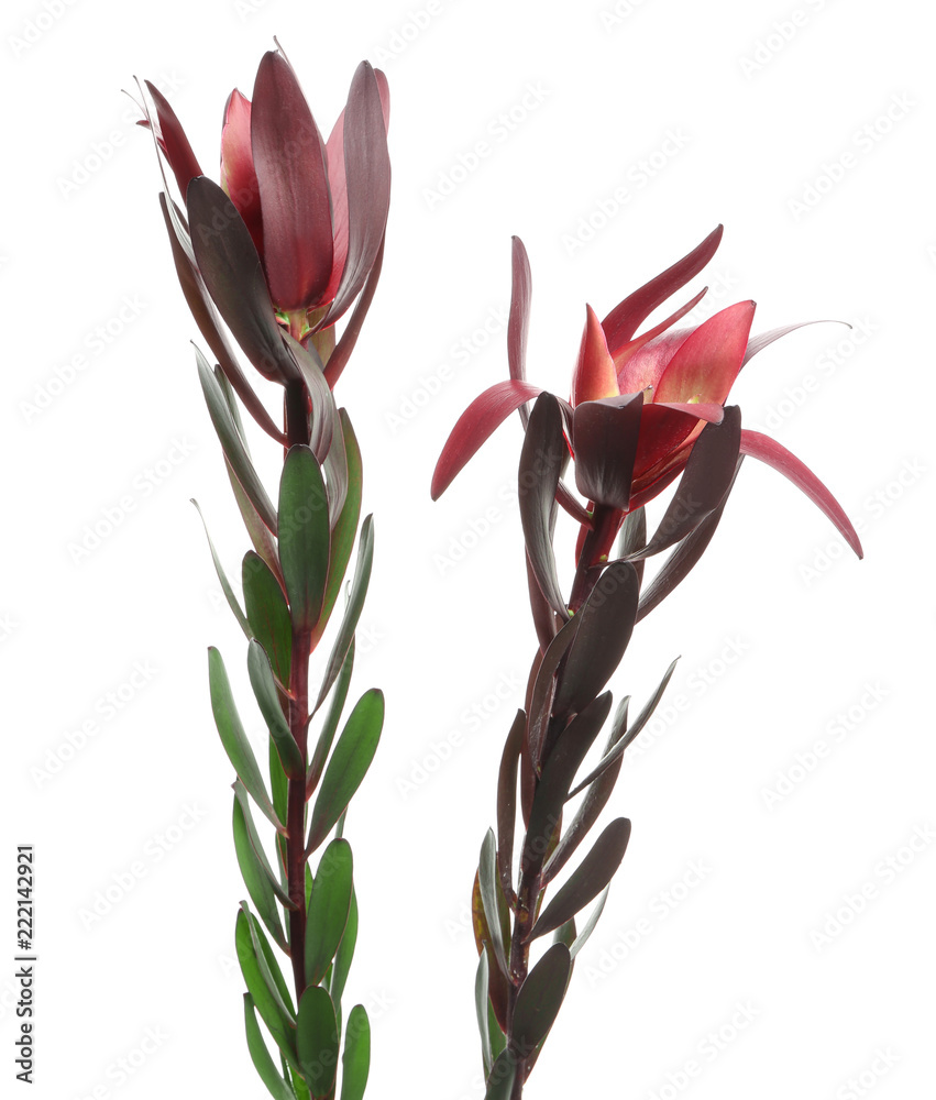 Leucadendron flowers on white background