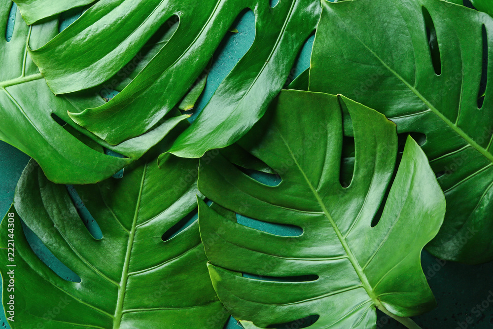 Monstera leaves as background