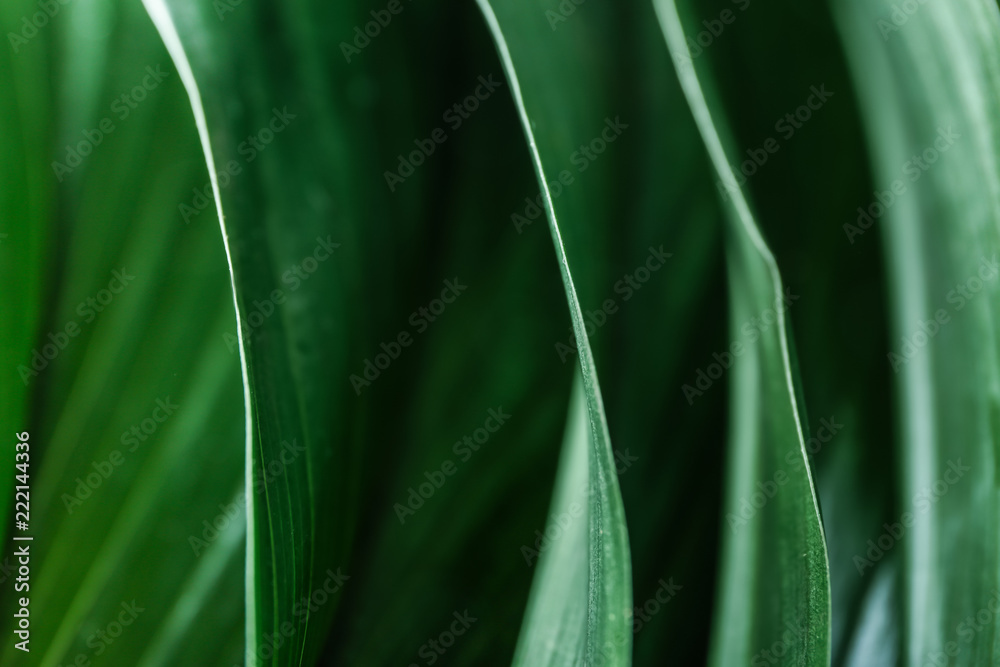 Green tropical leaves, closeup