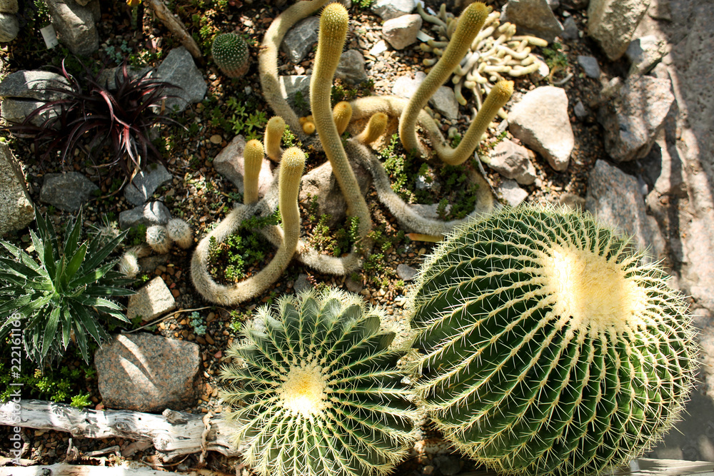 植物园温室里的仙人掌