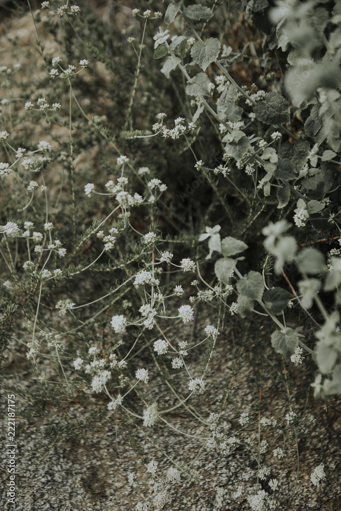 White tiny wildflowers with dry ground