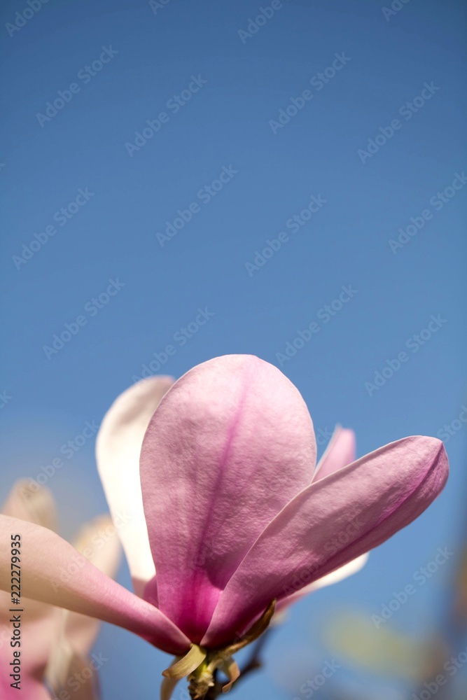 樱花特写