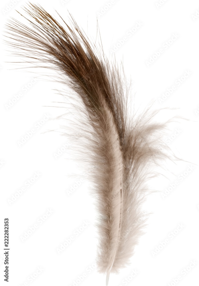 Feather light plume white fragility backgrounds black