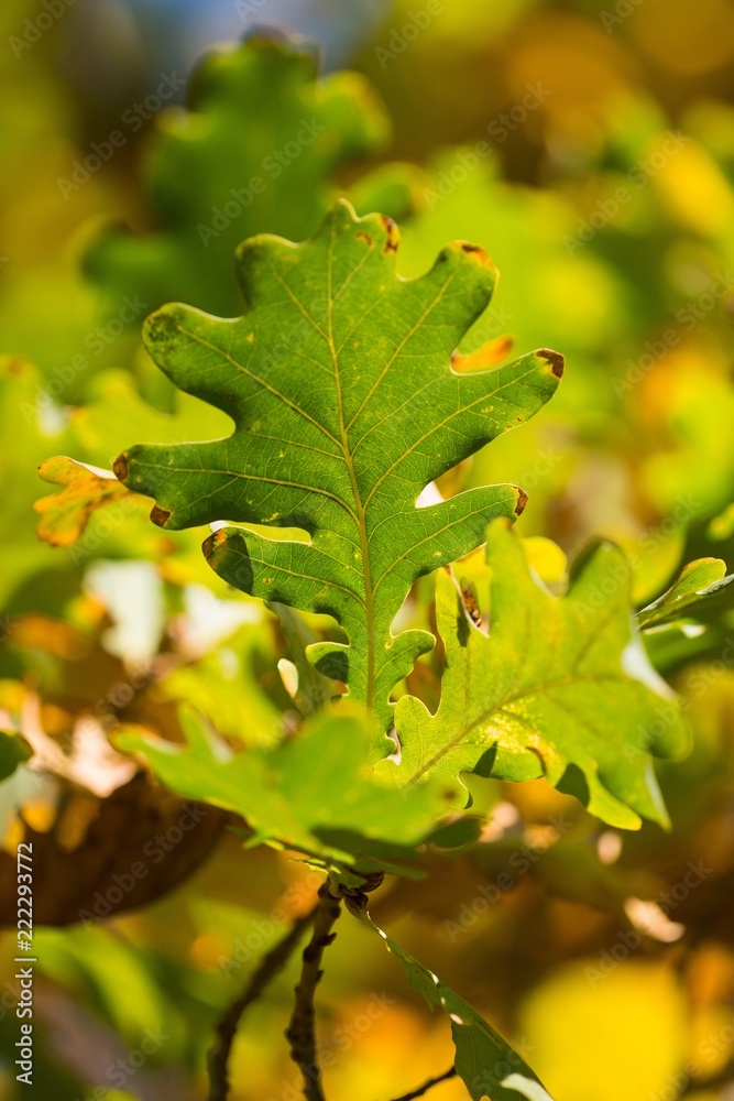 Autumn Oak Leaves on the Branches