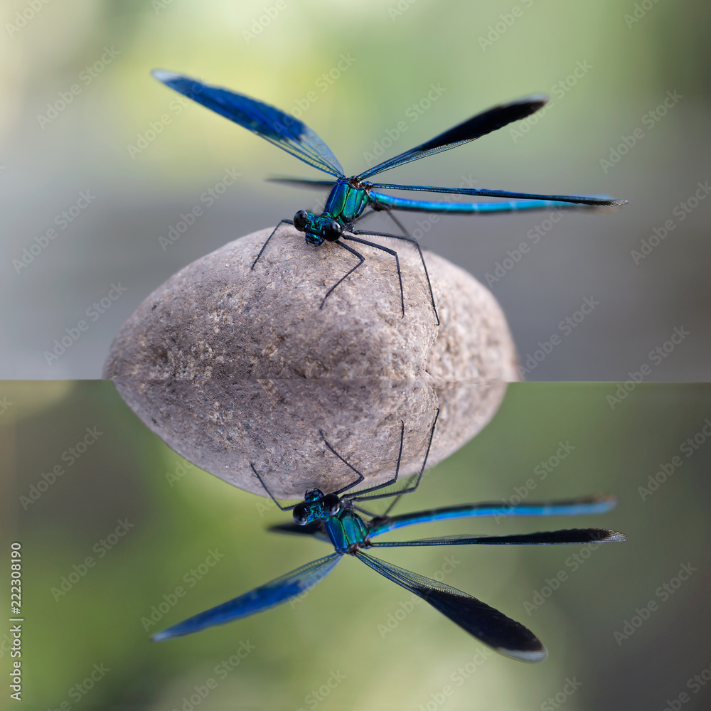 Calopteryx virgo (libellula)