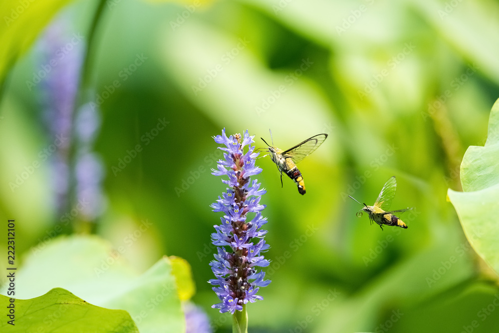 pellucid hawk moth with flower