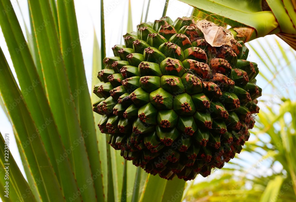 Pandanus utilis奇异的热带螺丝松果实，生长在特内里夫公园的Pandan棕榈树上