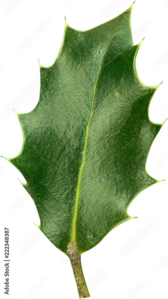 European Holly (Ilex aquifolium) leaf on white background