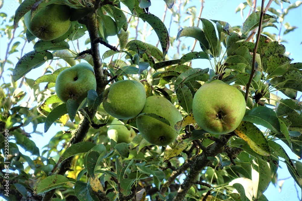 Wiese - Obst - Gemüse - Sonne