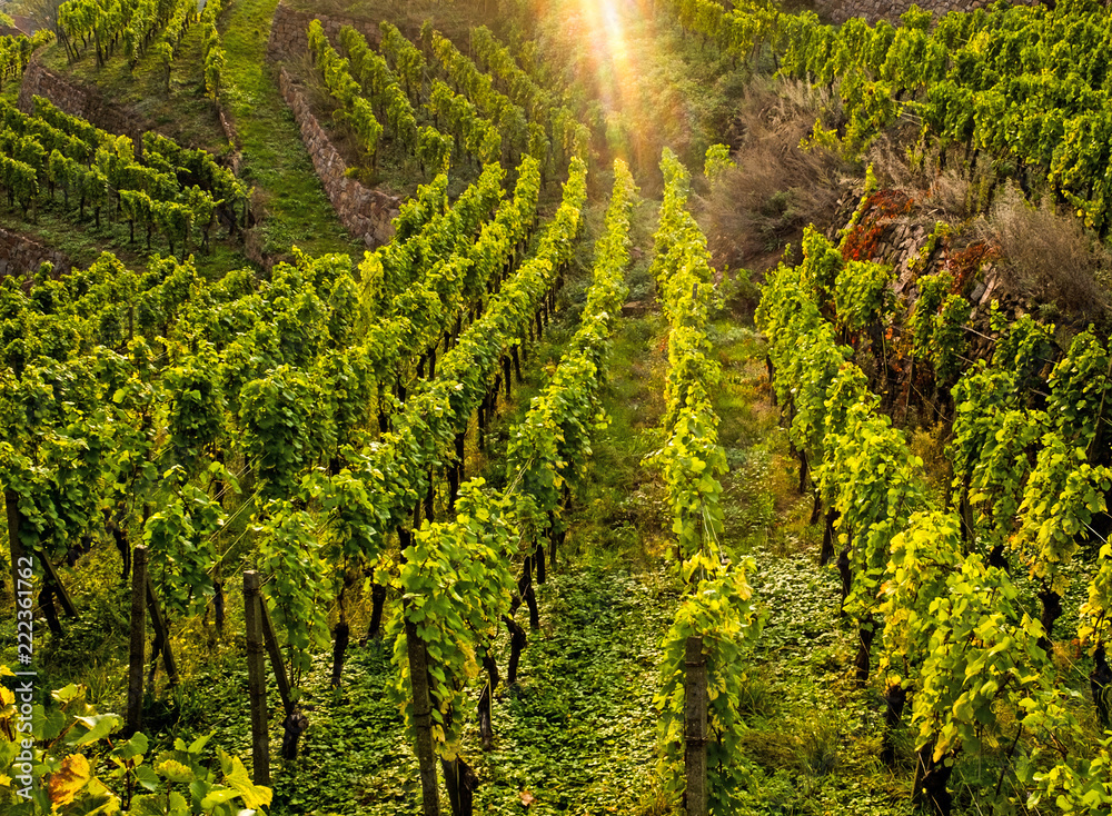 Weinberg bei Sonnenuntergang