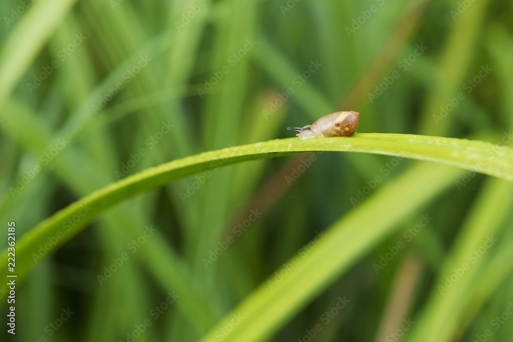 草地上的蜗牛特写