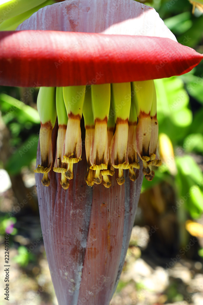 flower and  young banana in banana tree